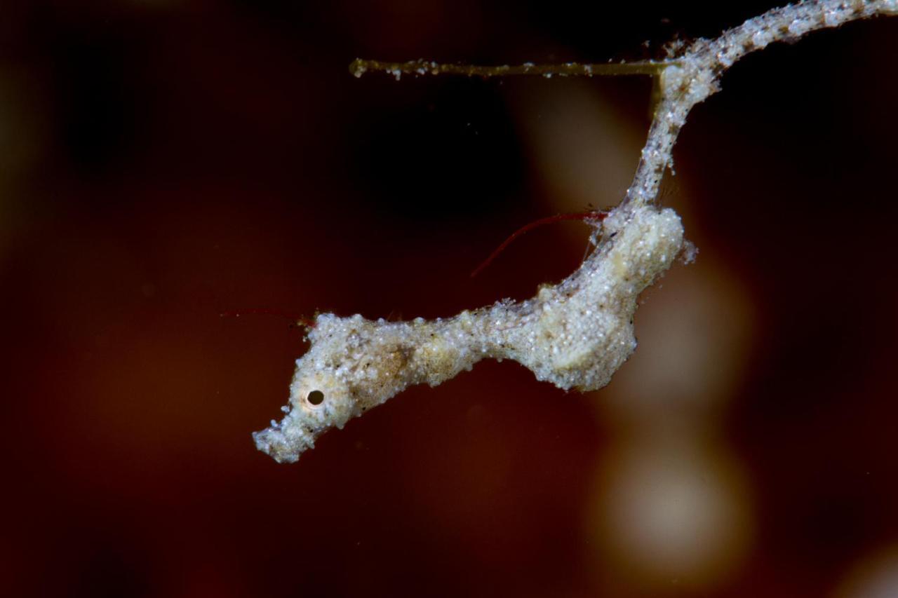 Dive Spot Asia Beach Resort Boljoon Buitenkant foto