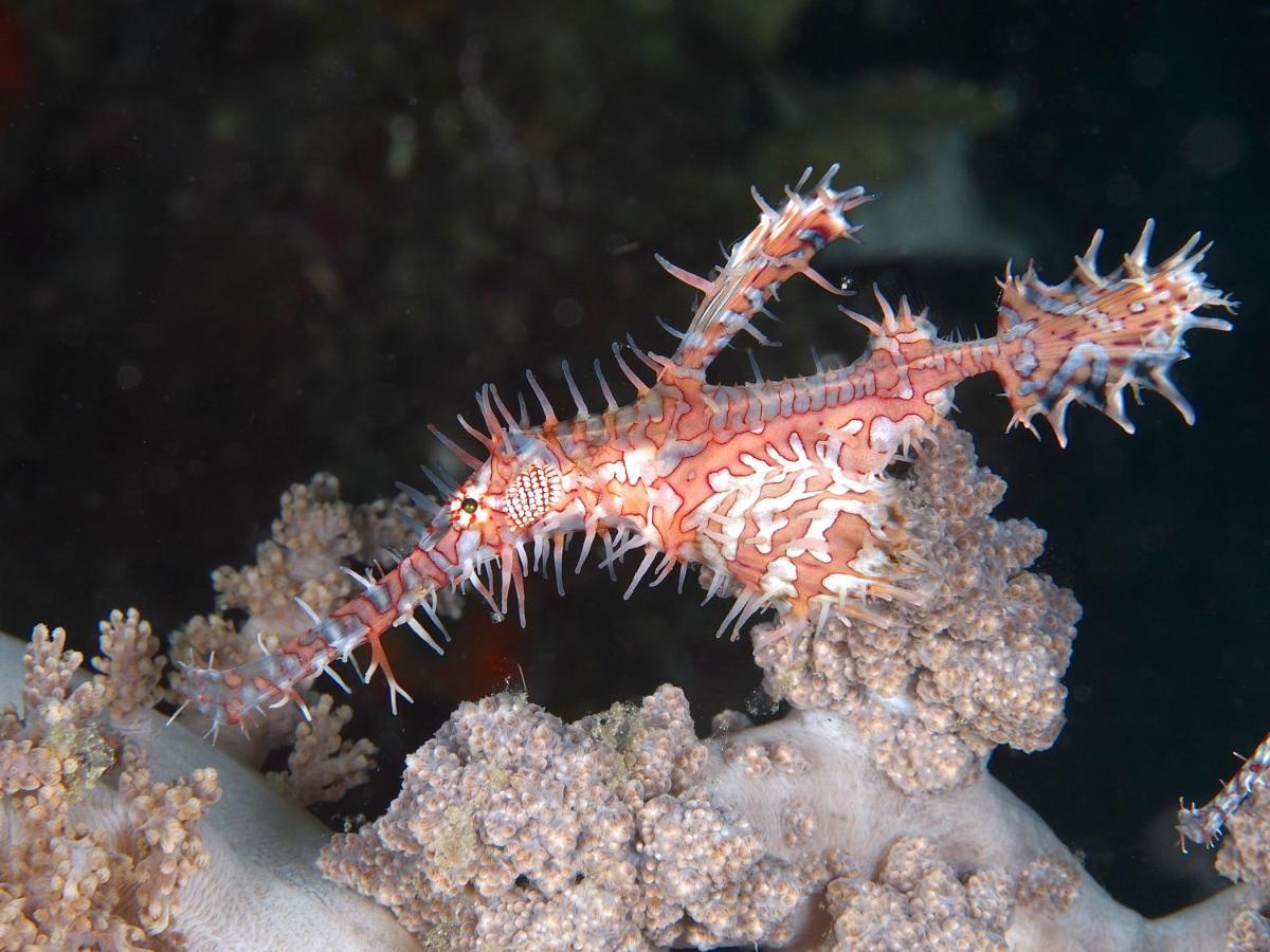 Dive Spot Asia Beach Resort Boljoon Buitenkant foto