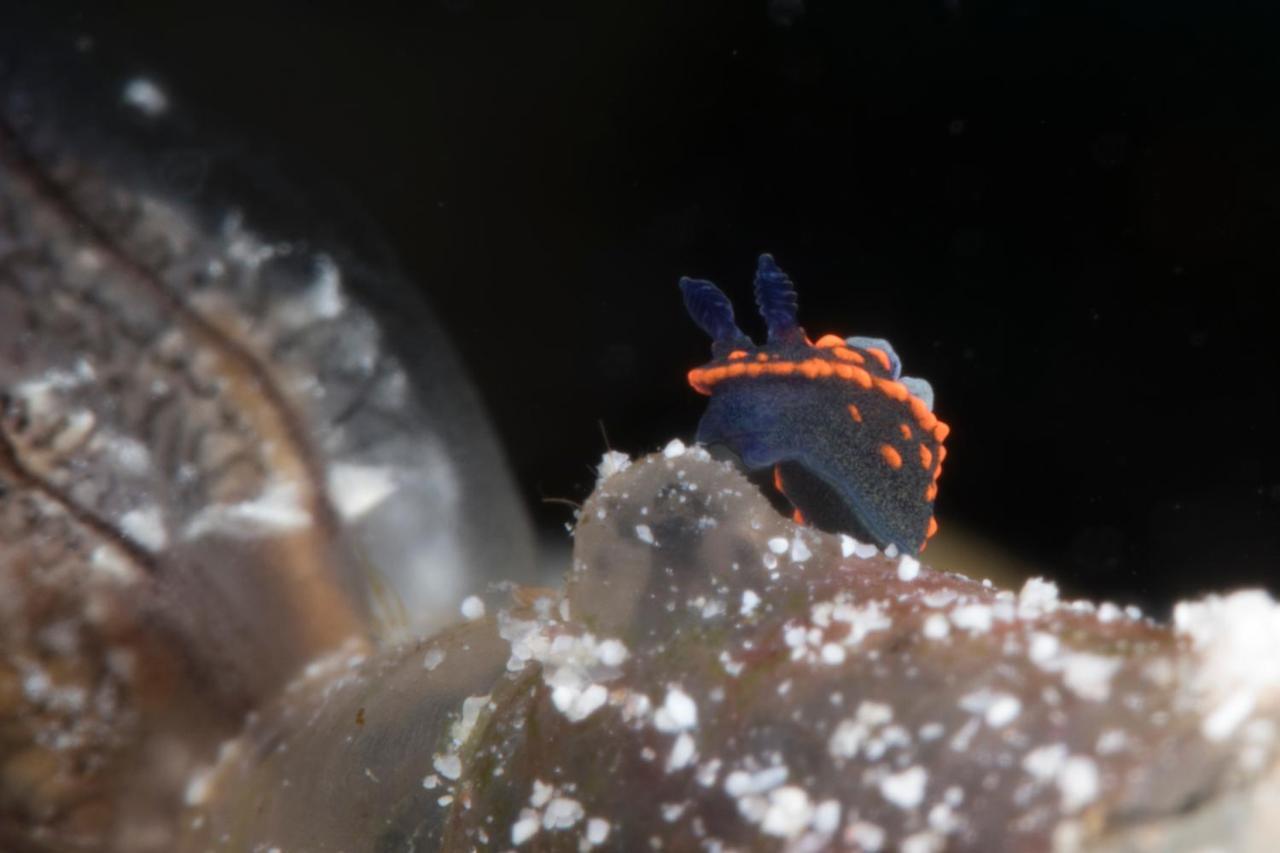 Dive Spot Asia Beach Resort Boljoon Buitenkant foto