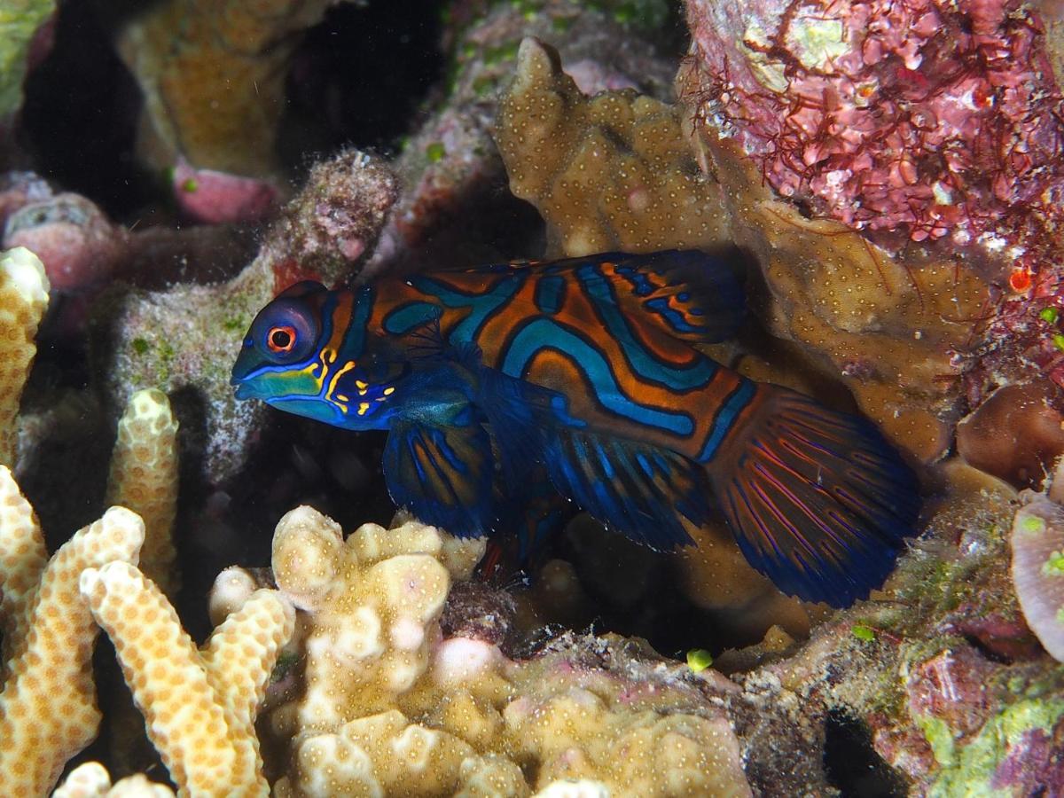 Dive Spot Asia Beach Resort Boljoon Buitenkant foto