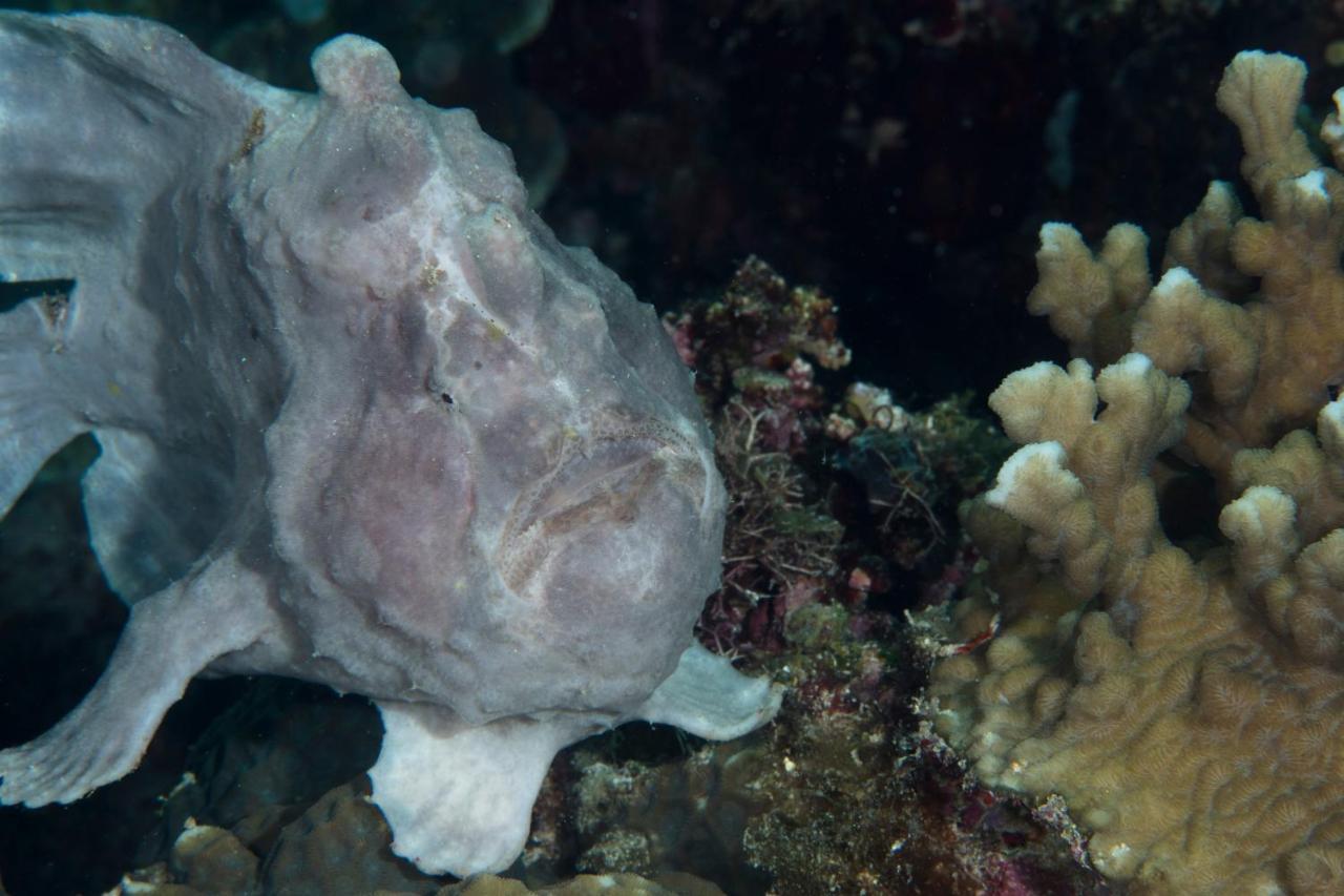 Dive Spot Asia Beach Resort Boljoon Buitenkant foto